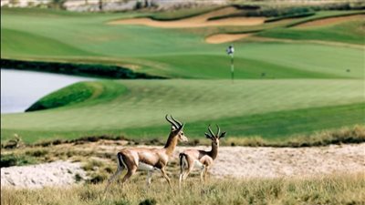 السياحة الخضراء في الإمارات.. جمال الطبيعة تحت مظلة الاستدامة