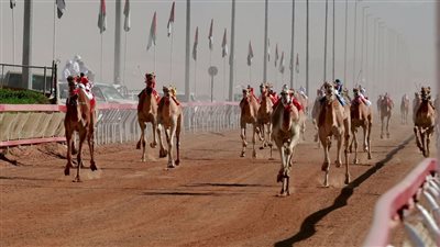 مهرجان محمد بن زايد للهجن ومزاينة الإبل 