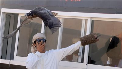 اختتام منافسات اليوم الأول لسباقات الصقور في مهرجان ليوا