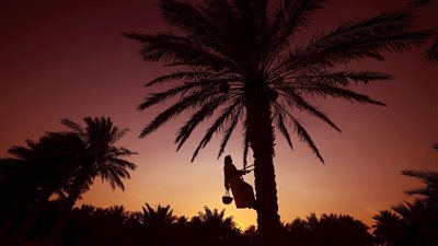 مهرجان العين للتمور ينطلق 3 يناير المقبل تحت رعاية منصور بن زايد