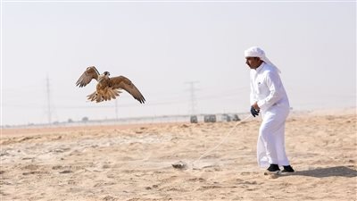 30 جائزة في مسابقة مهرجان الظفرة للصيد بالصقور