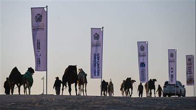 تواصل منافسات مزاينة الإبل في مهرجان الظفرة