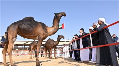تتويج الفائزين في مزاينة الإبل ومسابقة المحالب بمهرجان الظفرة
