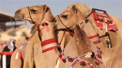 زينة الإبل .. لمسة جمالية آسرة في مهرجان الظفرة