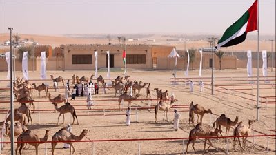 مهرجان الظفرة.. درة مزاينات الإبل ووجهة الأصالة والتراث